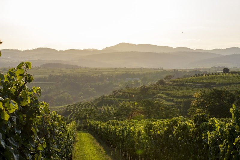 Viñedos del Valle de Cachapoal al amanecer