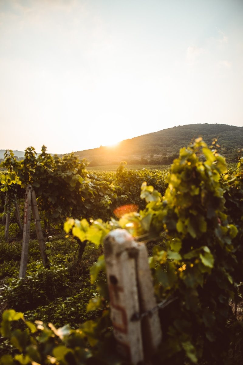 Viñedos del Valle de Casablanca con sol de tarde