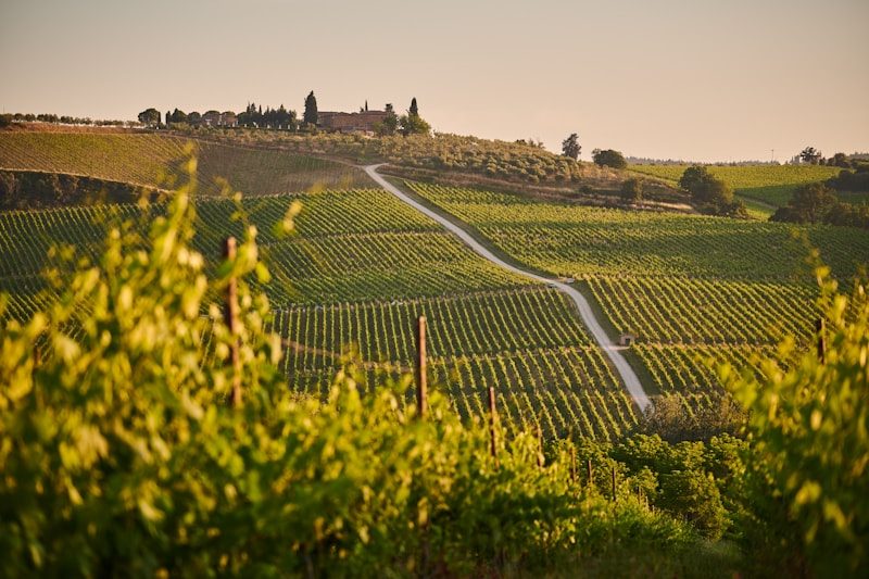 Viñedos en ladera del Valle de Colchagua