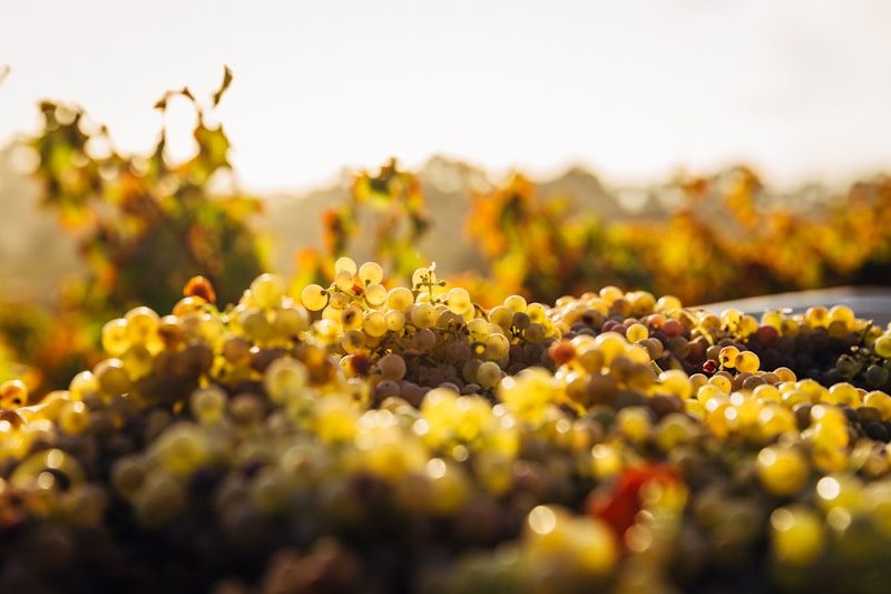 Cosecha de uvas en viñedo