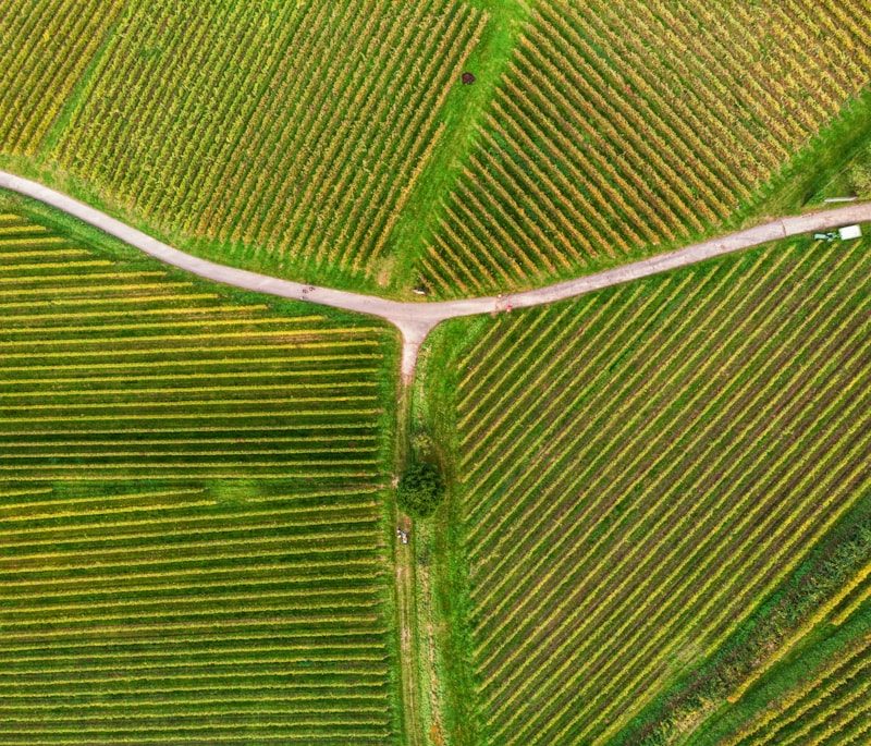 Paisaje de viñedos en valle